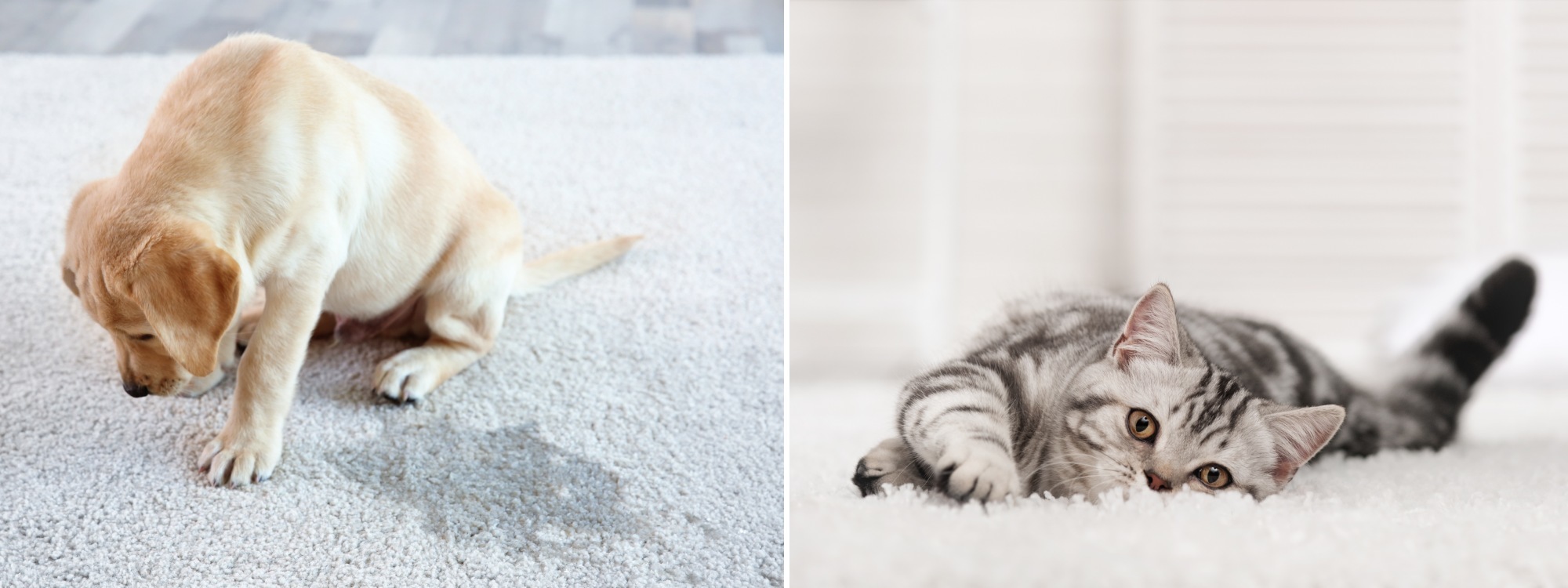 Pet Carpet Cleaning Long Bay Clean Dog Pee From Carpet Albany